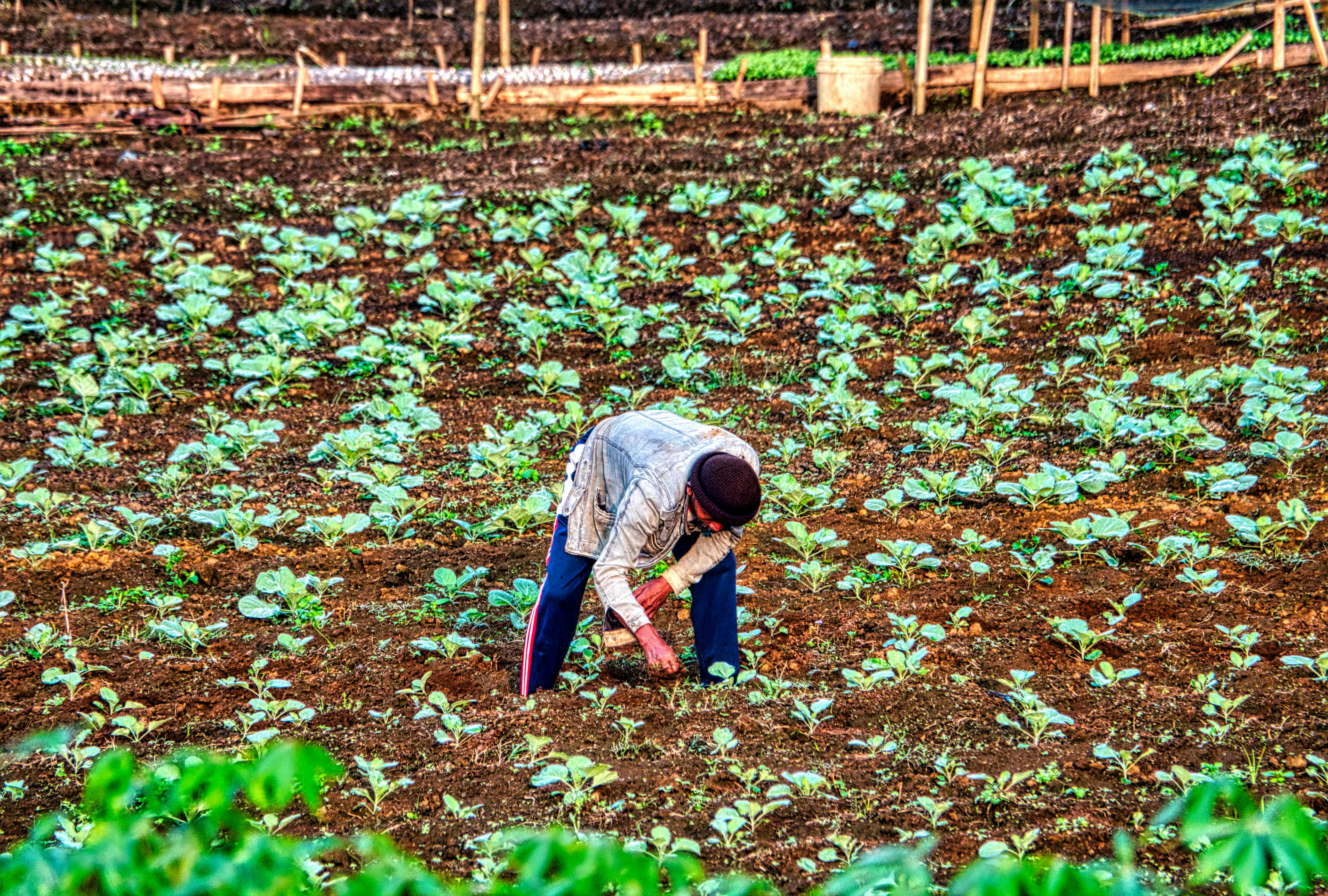 Agriculture